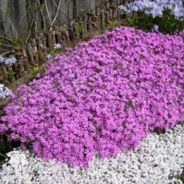 Флокс шиловидный Форт Хилл