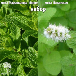 Набор для чая мята Марокканиш Минце + Испанская