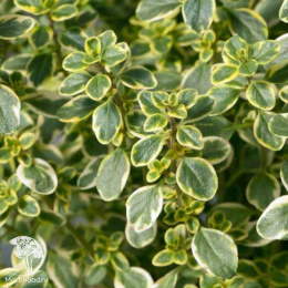 Тимьян (чабрец) лимоннопахнущий Голден Кинг