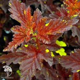 Пузыреплодник калинолистный Саламандра