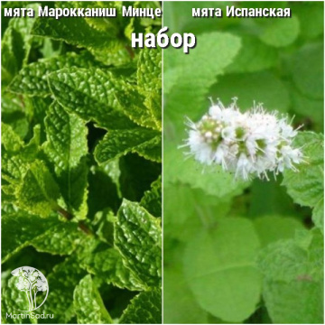 Фото Набор для чая мята Марокканиш Минце + Испанская