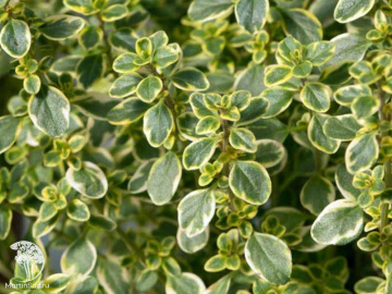 Фото Тимьян (чабрец) лимоннопахнущий Голден Кинг