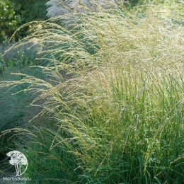 Молиния голубая тростниковая Кордоба