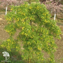 Карагана (Акация) кустарниковая  на штамбе