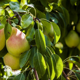 Груша гибрид Чижовская с грушей Лада
