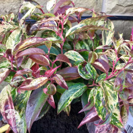 Леукотоэ Дефонтена Рэйнбоу