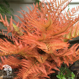 Кочедыжник (папоротник) щитовник красносорусовый Бриллианс