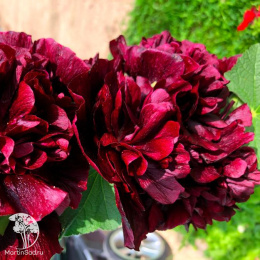 Шток-роза Бордо