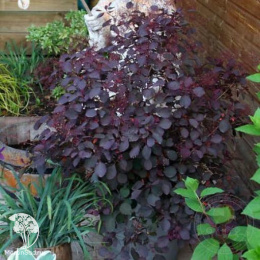 Скумпия кожевенная Даски Майден на штамбе