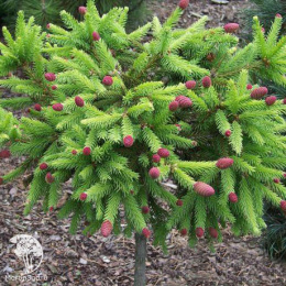 Ель обыкновенная Акрокона Пуш на штамбе