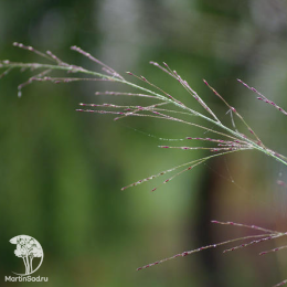 Молиния голубая Бергфреанд