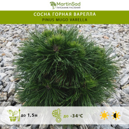 Сосна горная Варелла