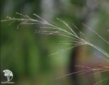 Фото Молиния голубая Бергфреанд