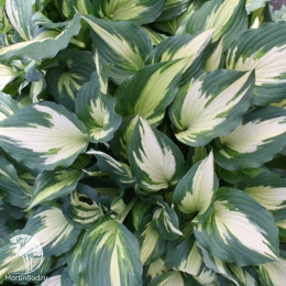 Хоста Кристмас Кэнди