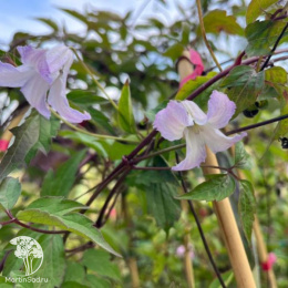 Клематис Фейри Слиперс