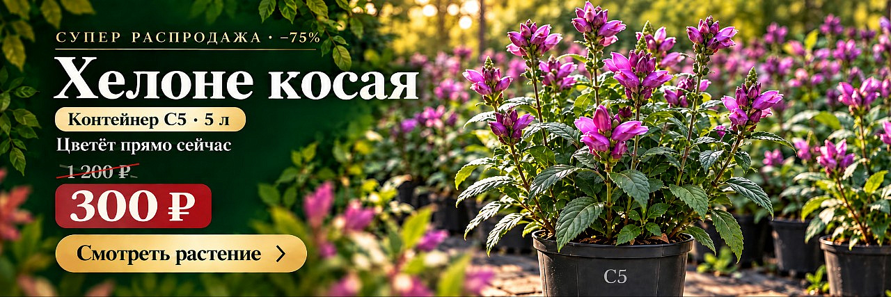 Хелоне косая