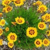 Кореопсис крупноцветковый Сан Кисс фото 3 