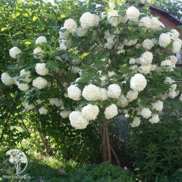 Калина обыкновенная Розеум на штамбе