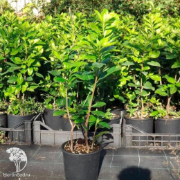 Лавровишня обыкновенная Бонапарт