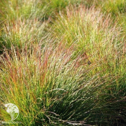 Овсяница Валберла