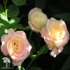 Роза чайно-гибридная Пис (Глория Дей) фото 1 