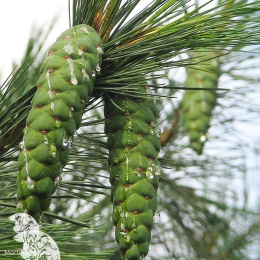 Сосна румилейская в контейнере