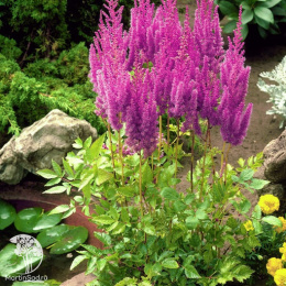 Астильба китайская Суперба