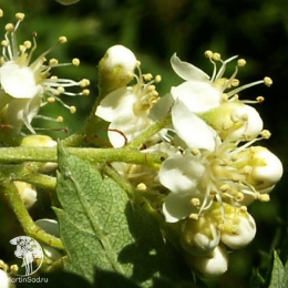 Рябина арнольда Куппер Глоу