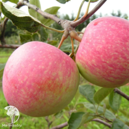 Яблоня Конфетное