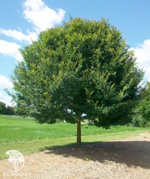 Фото  Вяз мелколистный