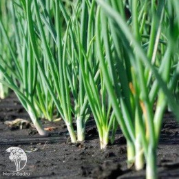 Лук батун Семилетка