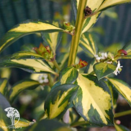 Падуб альтаклеренсис Голден Кинг