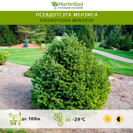 Псевдотсуга Мензиса