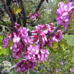 Багрянник великолепный