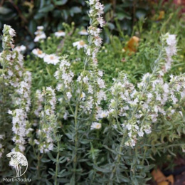 Иссоп лекарственный Нектар Уайт