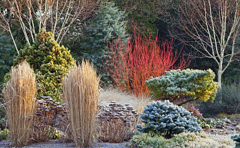 Красота даже зимой. Многолетние растения для сада, которые не теряют декоративности зимой