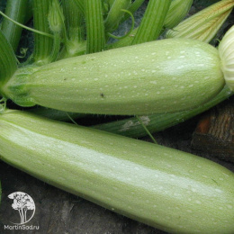 Кабачок Лектор F1 
