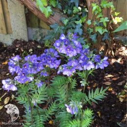 Синюха иезонская Пурпл Рэйн Стэйн