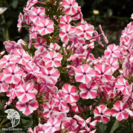 Флокс метельчатый Пепперминт Твист