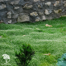 Мшанка шиловидная