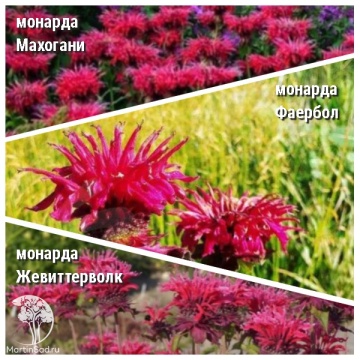 Фото Набор для ароматной грядки монарда Махогани + Фаербол + Жевиттерволк