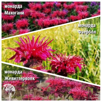 Фото Набор для ароматной грядки монарда Махогани + Фаербол + Жевиттерволк