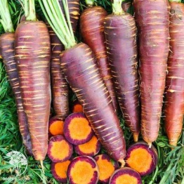 Фото Морковь Фиолетовая Королева