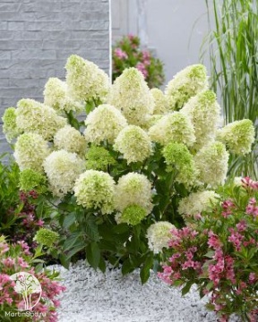 Фото Гортензия метельчатая Литтл Спуки