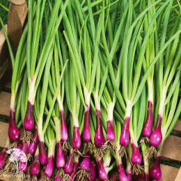 Лук батун Русское застолье (серия Юбилейный)(большой пакет)