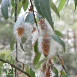 Ива Эрдингер