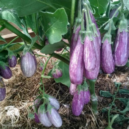 Баклажан Полосатая семейка F1 ---   Мир высокого урожая