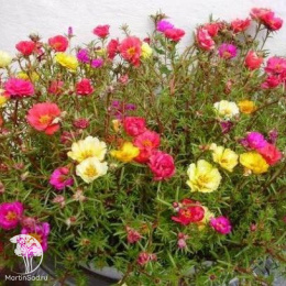 Портулак Фламенко махровый  Уд. с.