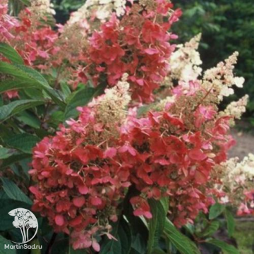 Фото Гортензия метельчатая Пинк Даймонд