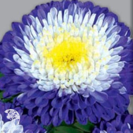 Астра помпонная Превосходный Ракли